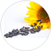 Sunflower-seeds