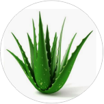 Aloe-Vera-for-Constipation-Relief