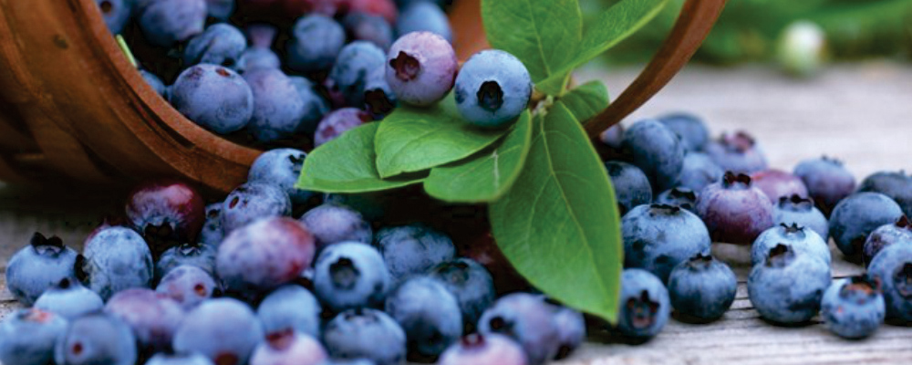 Bilberry