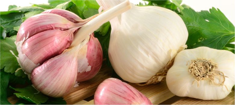 Garlic-is-used-to-control-high-blood-pressure