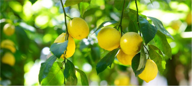 Lemon-is-helpful-in-controlling-high-blood-pressure