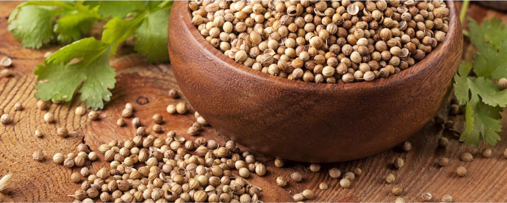 Coriander-Seeds-helps-you-to-lower-down-the-cholesterol