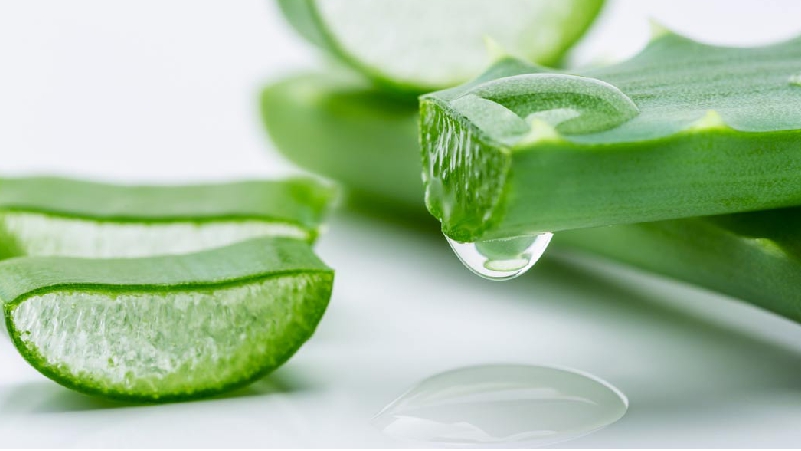 Aloe-Vera-is-Good-for-Body-and-Mind