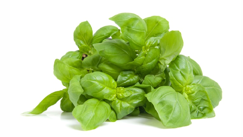Basil-are-Good-for-Body-and-Mind