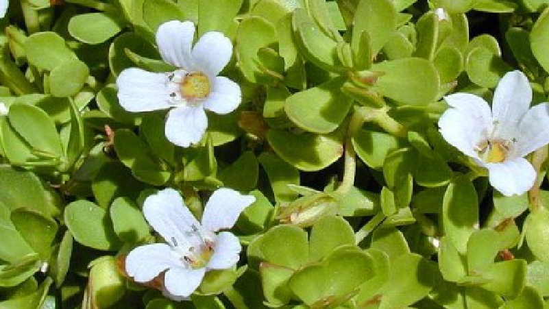 Brahmi-is-Good-for-Body-and-Mind