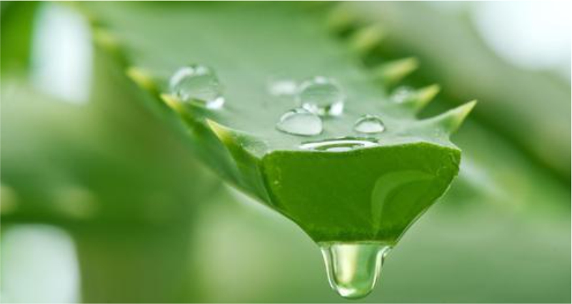 use-Aloe-Vera-Gel-to-Get-Rid-of-Warts