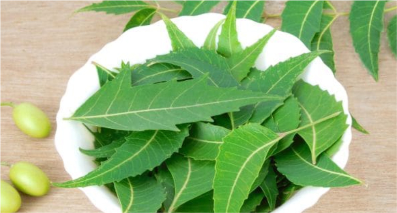 neem-to-Reduce-Hair-Fall-Naturally