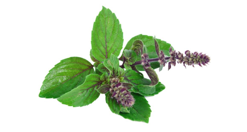 Drink-Holy-Basil-(Tulsi)-Tea-to-Get-Rid-of-Gastritis-Pain