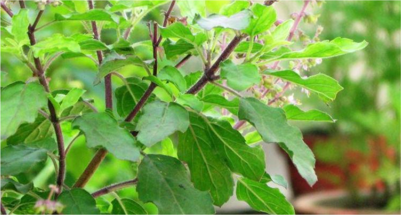 Drink-Holy-Basil-(Tulsi)-tea-for-Low-Blood-Pressure