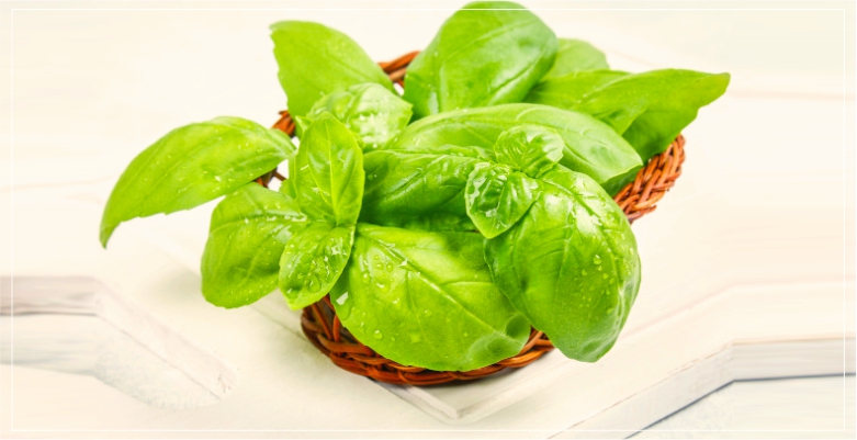 Basil Leaves