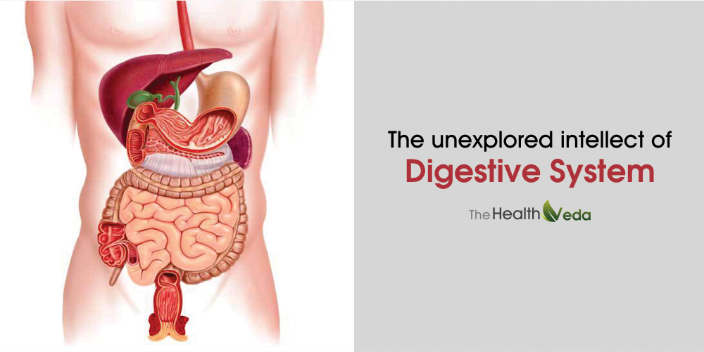 The Unexplored intellect of Digestive System