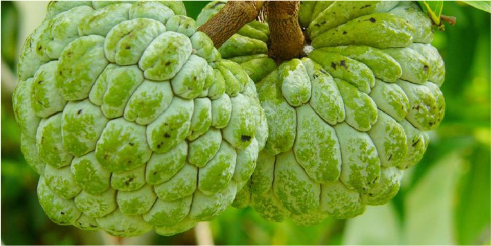Why Should You take Custard Apple? Know the Benefits here