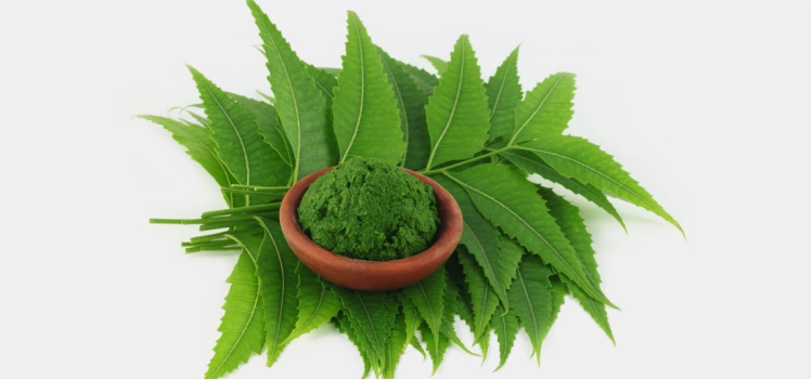 How Neem is Effective for Your Health- Know Here!