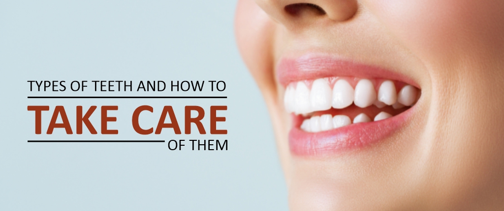 Know all About it- Types of Teeth and How to Take Care of Them