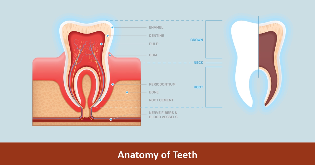 Anatomy of teeth